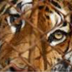 Big Cat Act