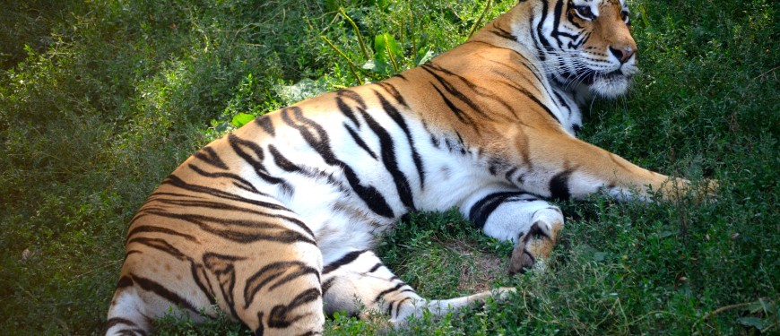 Crown Ridge Tiger Sanctuary — Come see where the big cats play!