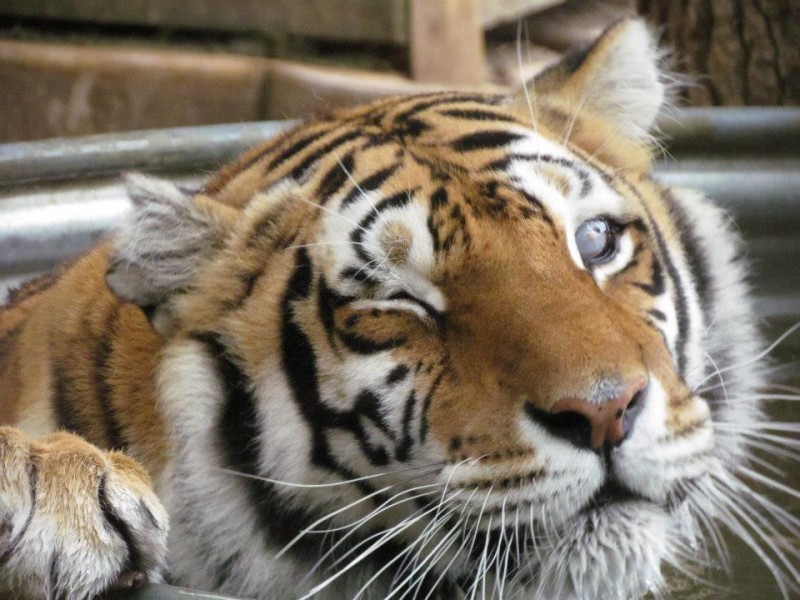 Tiger Sanctuary Photo Gallery – Crown Ridge Tiger Sanctuary