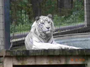 Crown Ridge white tiger Mohan