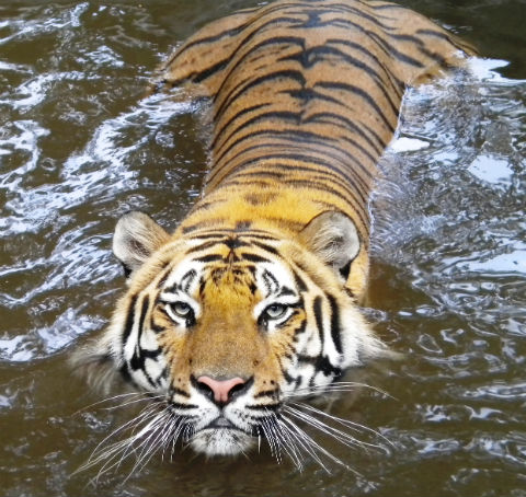 izsmall – Crown Ridge Tiger Sanctuary