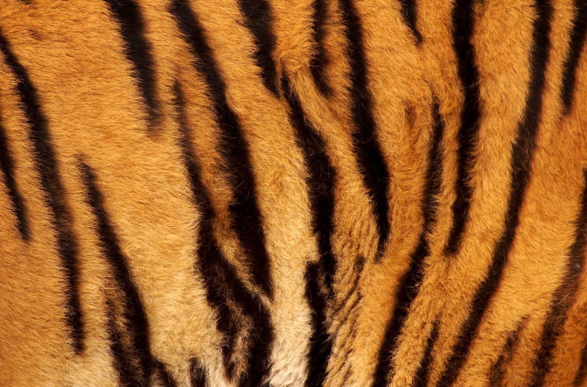 Tiger-fur-background.jpg – Crown Ridge Tiger Sanctuary