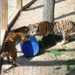 Gracie and Thor playing with barrel