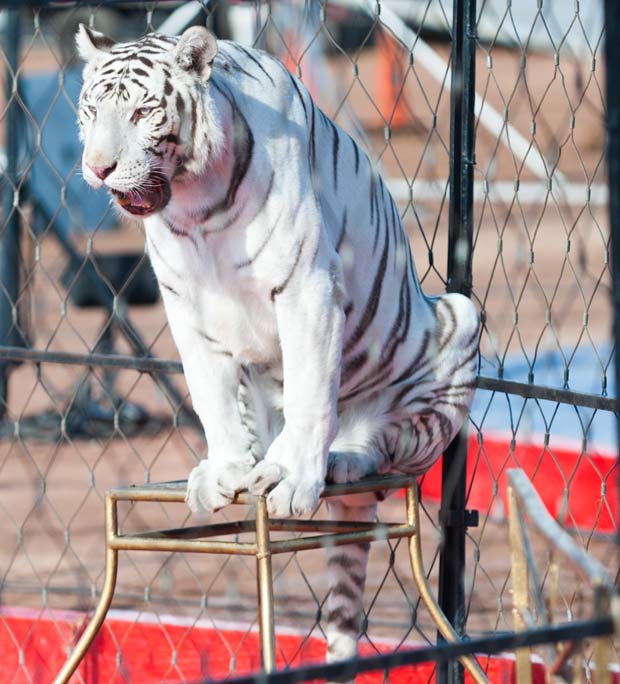 circus tigers