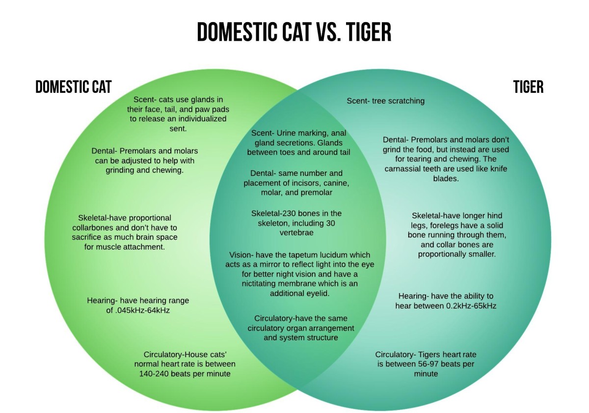 Domestic Cat vs. Tiger