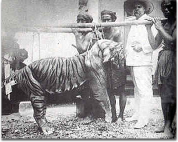 tiger subspecies