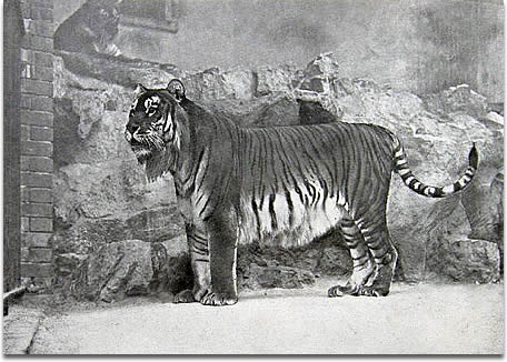 каспийский тигр