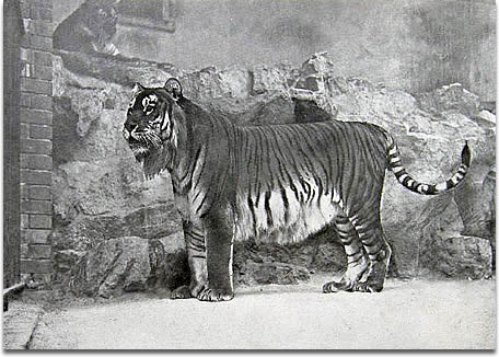 tiger subspecies