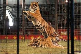 circus tigers