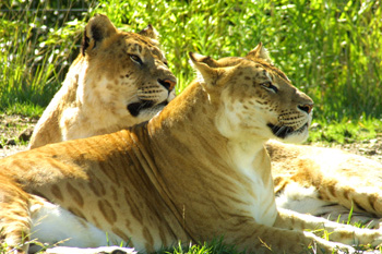 Ligers, Tigons, and Hybrids, Oh My! | Crown Ridge Tiger Sanctuary