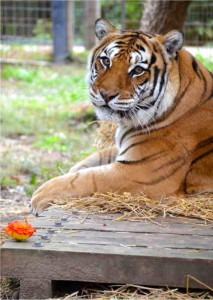 Raja  - Crown Ridge Tiger Sanctuary