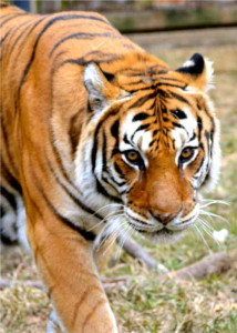 Raja - Crown Ridge Tiger Sanctuary