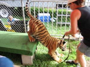 Izzy at the carnival before he was rescued