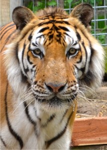 Suvarna - Crown Ridge Tiger Sanctuary