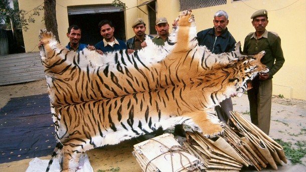 The Illegal Trade in Tiger Parts – Crown Ridge Tiger Sanctuary