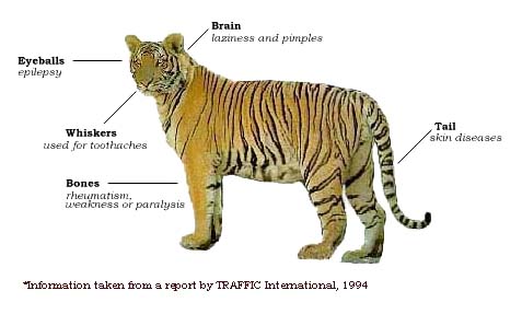 tiger body parts