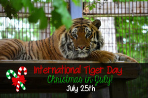 International Tiger Day July 25, 2015