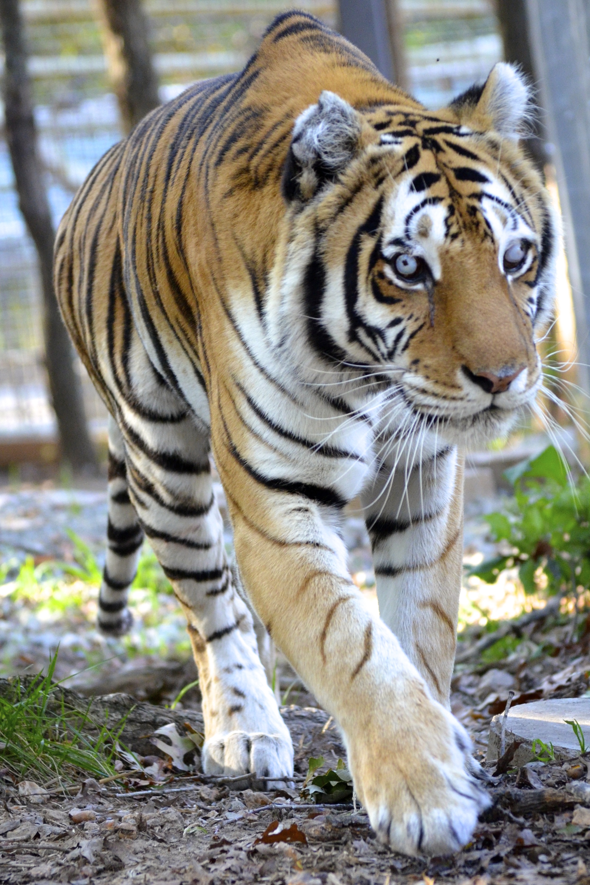 Gracie | Crown Ridge Tiger Sanctuary