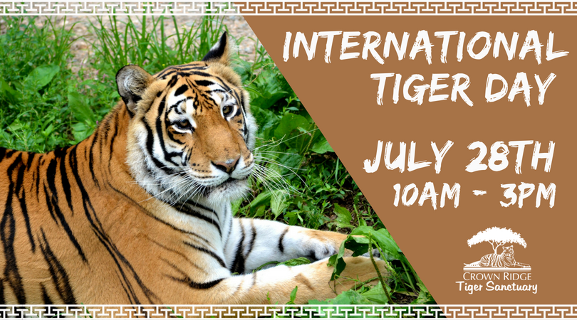 Mirror Now - July 29 is celebrated as International Tiger Day, here are  some unique facts YOU must know about the magnificent but endangered big  cat - The Royal Bengal Tiger. 🐯👇✨ #