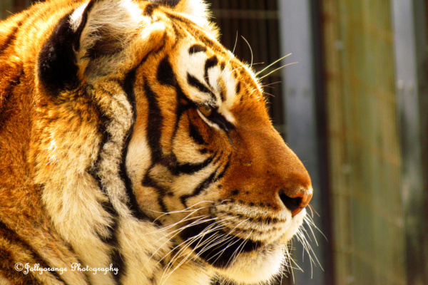 In Memory of Raja – Crown Ridge Tiger Sanctuary