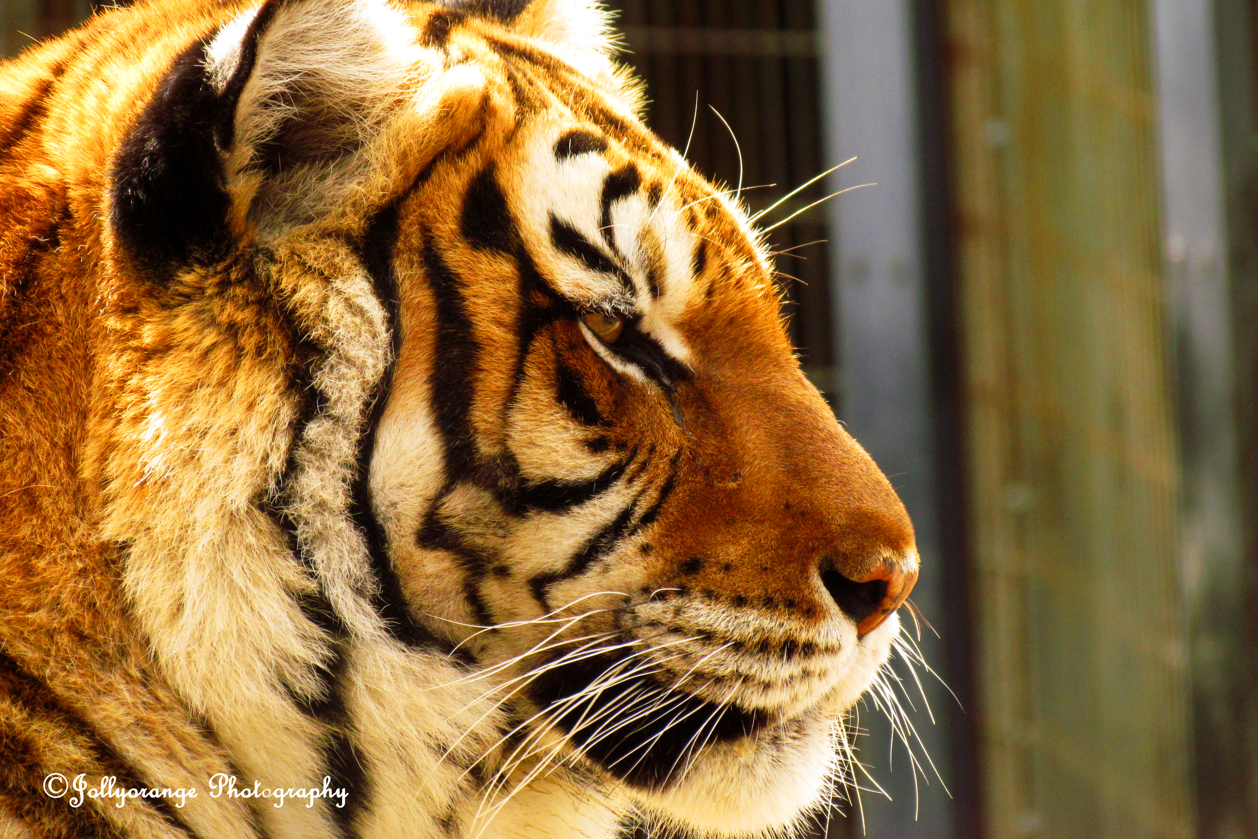 In Memory of Raja | Crown Ridge Tiger Sanctuary