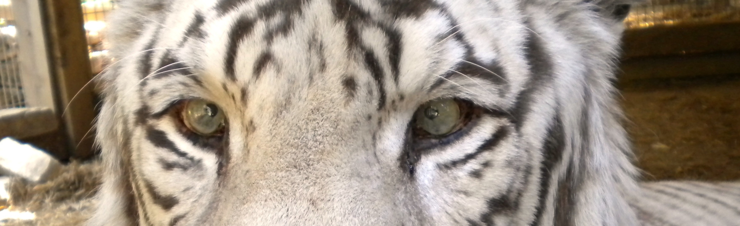 royal white bengal tiger