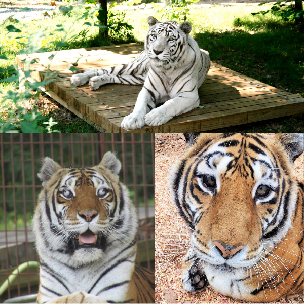 types of white tigers