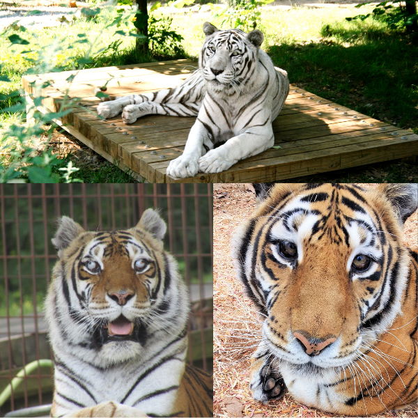 In What Countries Is the White Tiger Found?